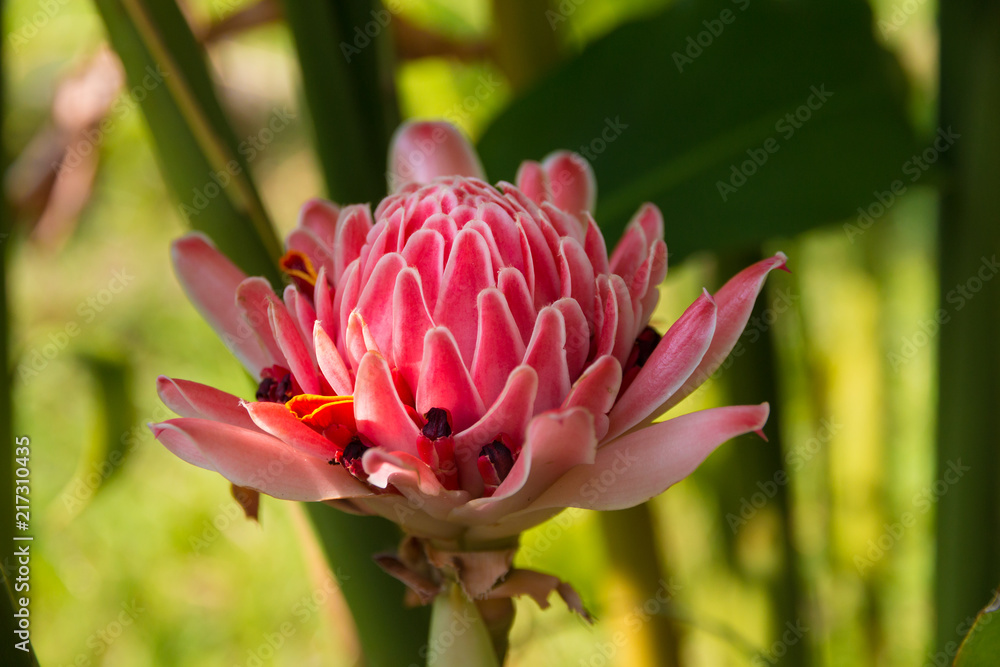 Foto de Close up of a pretty pink torch ginger flower (Etlingera