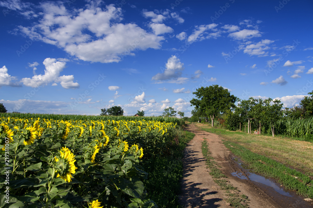 Countryside road in the field of sunflowers in summer 