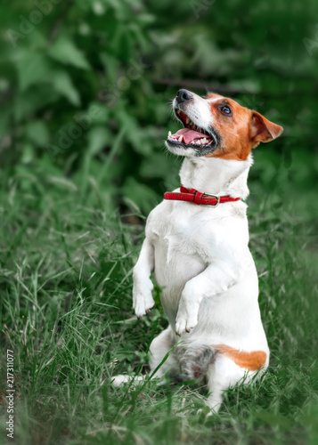 Portrait of happy barking small white and red dog jack russel terrier standing on its hind paws and looking up outside in park on green grass blurred background