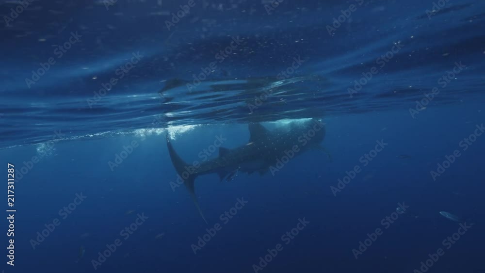 Closeup wildlife 4k shot of moving Whale Shark underwater in blue ocean, camera moving by the side of big marine animal, near water surface, aquatic background in tropical carribean sea Closeup wildlife 4k shot of moving Whale Shark underwater in blue ocean, camera moving by the side of big marine animal, near water surface, aquatic background in tropical carribean sea