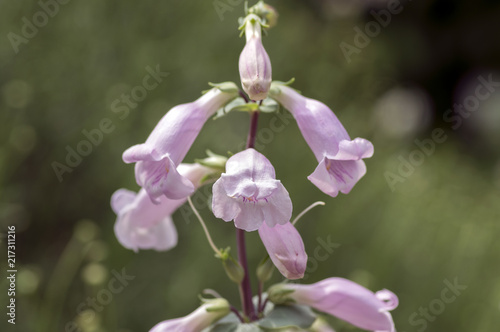 Penstemon grandiflorus perennial pink purple flowers  beautiful flowering plant