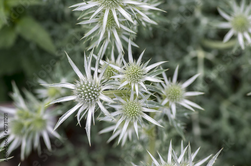 Eryngium bourgatii herbaceous perennial growing flowers, spiny flowering plant © Iva