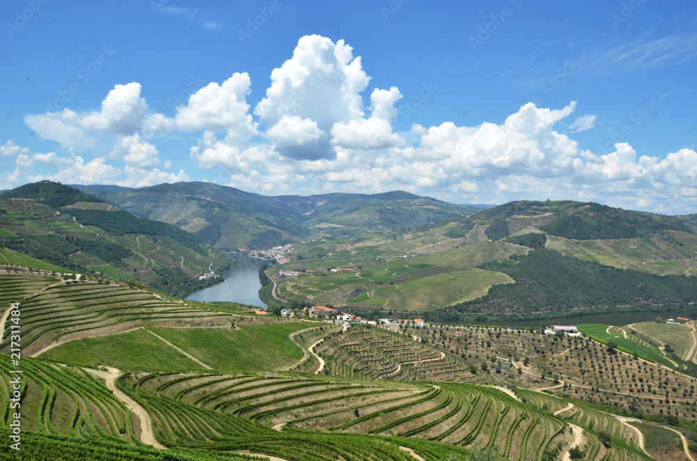 Vineyards in the valley of Douro river, Portugal