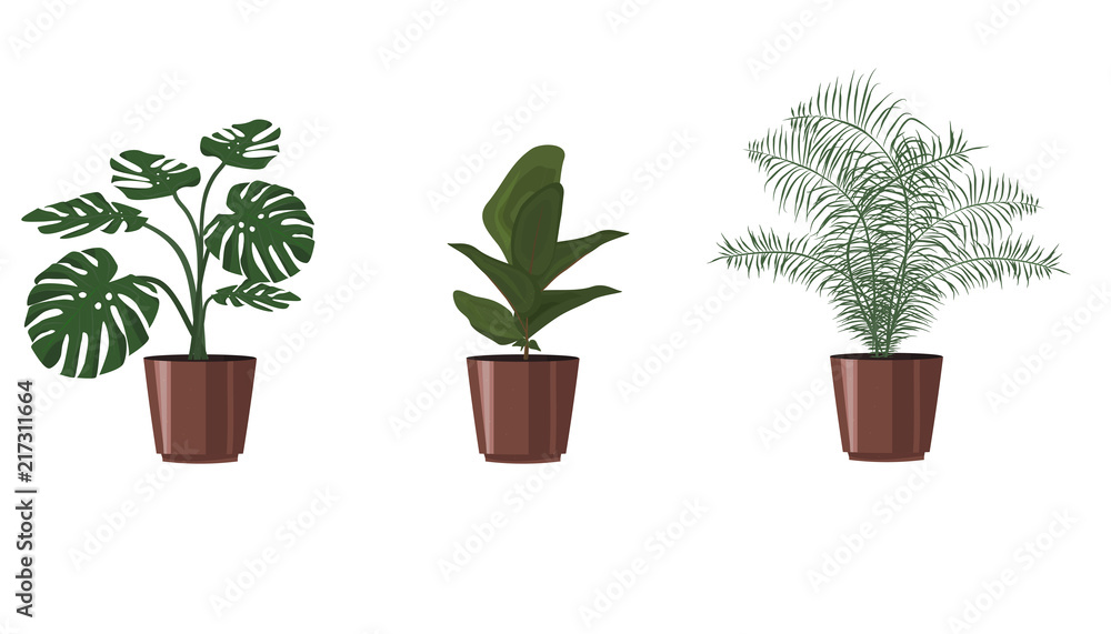 Set plant  in a flowerpot on a white background