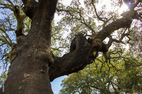 Old Oak