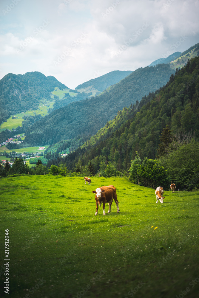 Cow on a succulent, Lucy green pasture land or grass in summer for giving milk and cheese in Bavaria