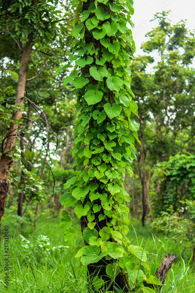 Vines in the rain forest are wrapped up around the tree.