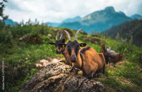 Bavarian goat agricultural on pasture in front of mountains