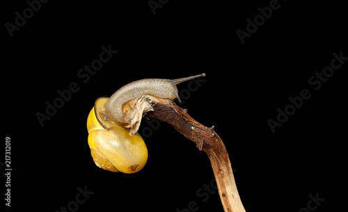 yellow forest snail, Cepaea nemoralis sits on the branch photo