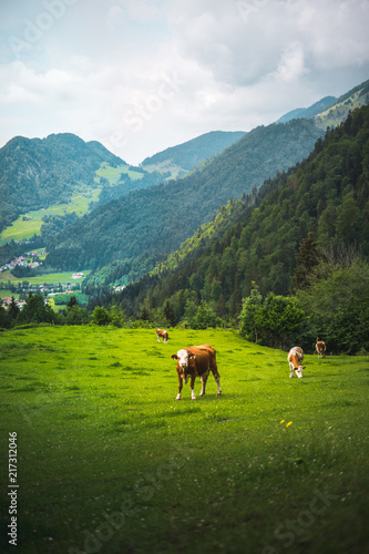 Cow on a succulent, Lucy green pasture land or grass in summer for giving milk and cheese in Bavaria © Karin Martin