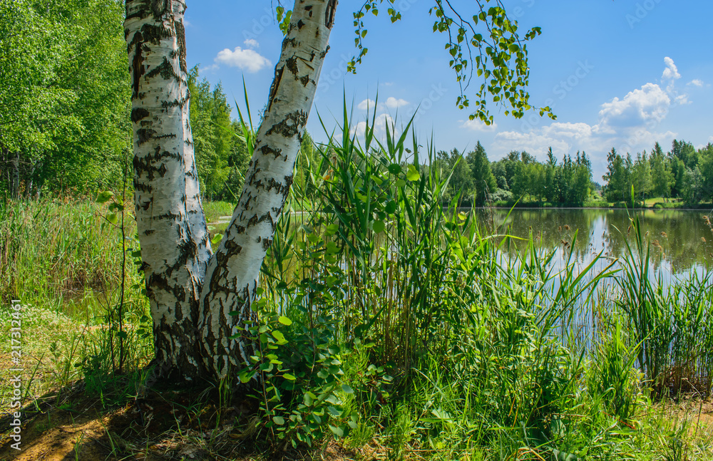 Fototapeta premium Forest lake on a Sunny summer day