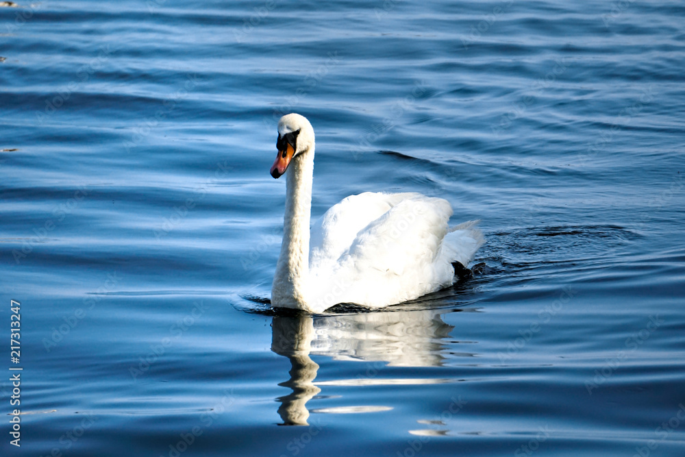 Obraz premium Nuotando