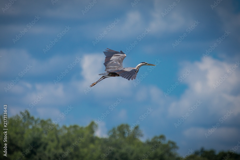 Obraz premium Heron Flying