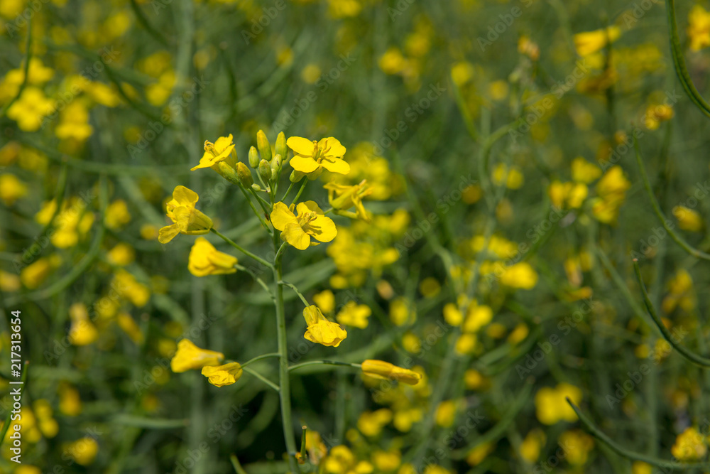 Rape flower close-up on a blurred green background. Rapeseed blooms with yellow flowers. Summer Sunny day on a flowering rapeseed field. Crop. Copy space. Rape flower close-up on a blurred green background. Rapeseed blooms with yellow flowers. Summer Sunny day on a flowering rapeseed field. Crop. Copy space.