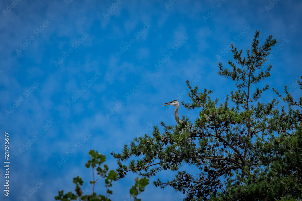 Fototapeta premium Heron in a Tree
