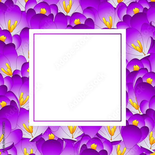 Fototapeta Naklejka Na Ścianę i Meble -  Purple Crocus Flower Banner Card
