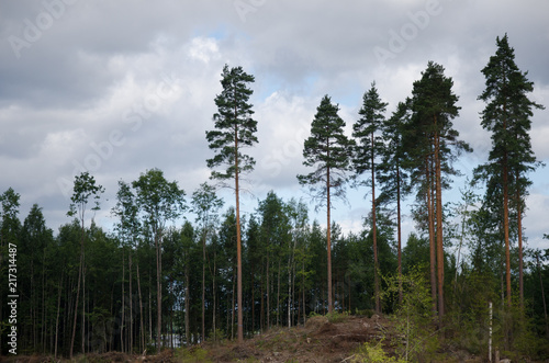 northern forest with the pine trees