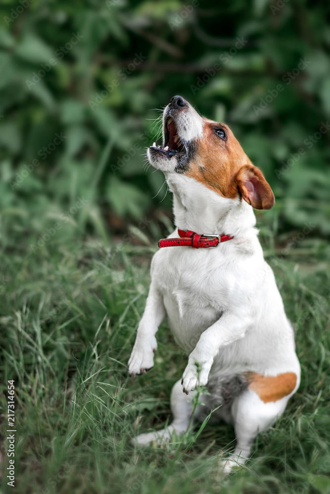 Portrait of heatedly barking small white and red dog jack russel terrier standing on its hind paws and looking up outside on green grass blurred background