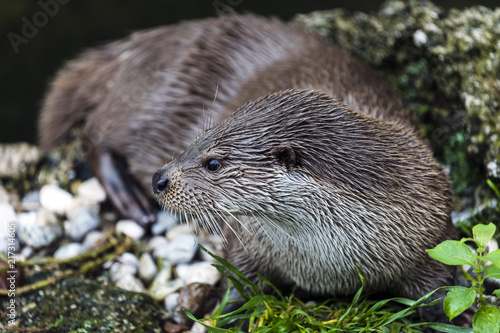 Otter in the grass