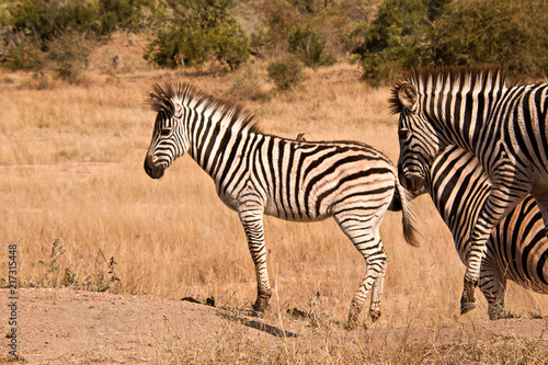 Young Burchell   s Zebra foal standing alert from a raised vantage point