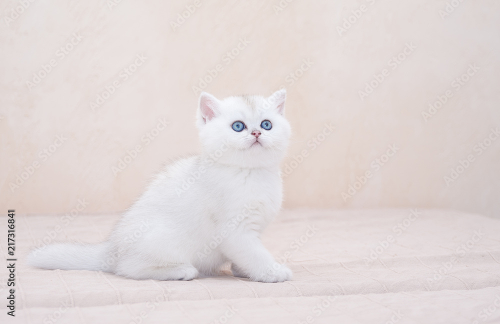 The small British kitten with big, bright blue eyes proudly looking to the side