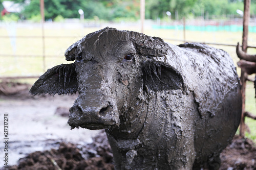 Buffalo mucked by dip it s body in the mud pool.