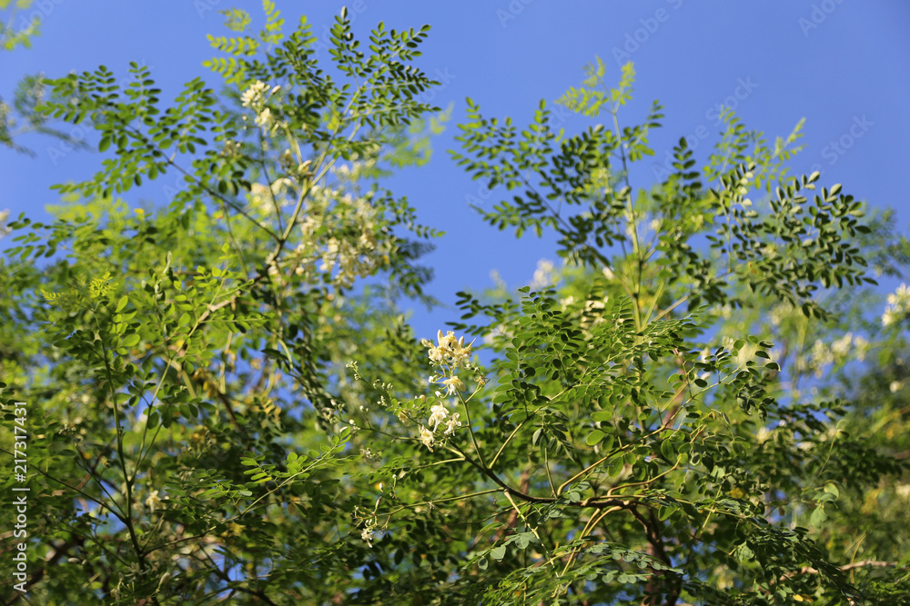 Moringa tree growing well in the warm climate. Moringa tree growing well in the warm climate.