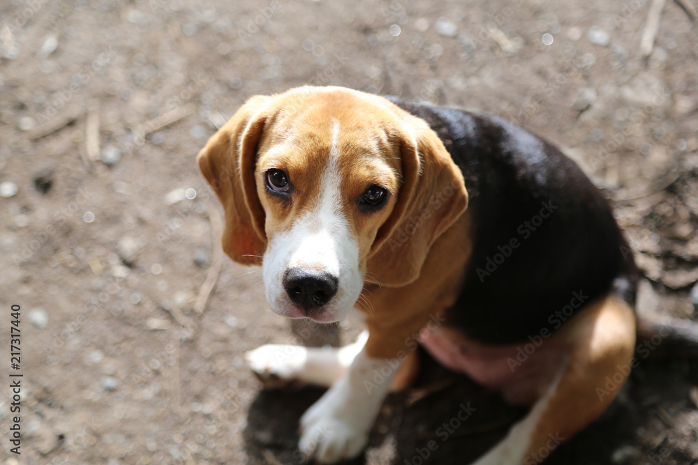 Playful beagle dog playing on the ground.