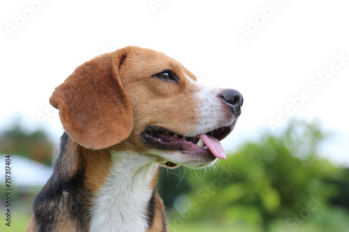 Portrait of beagle dog outdoor.