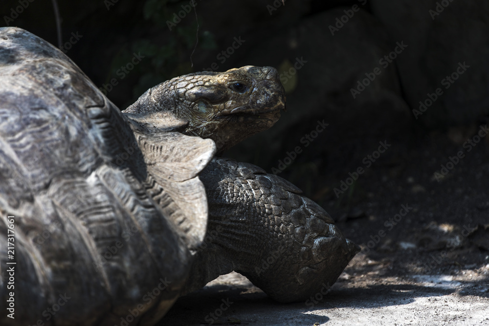 Obraz premium Big ground tortoise portrait