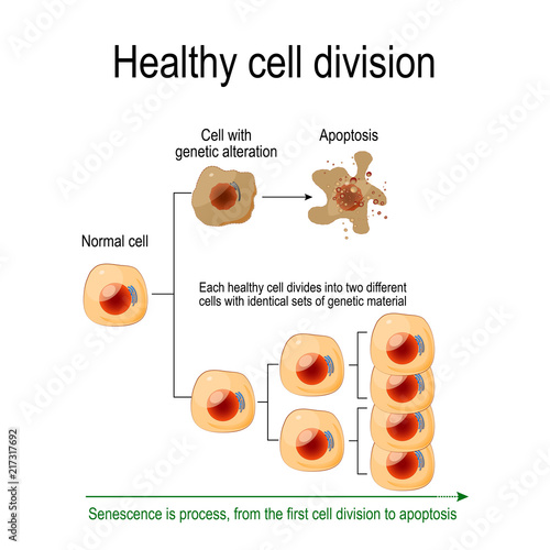 Healthy cell division