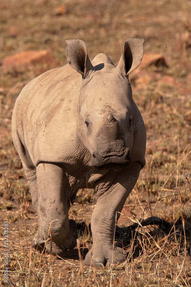 Fototapeta premium Cielę białego nosorożca wpatruje się z zaciekawieniem w wtargnięcie