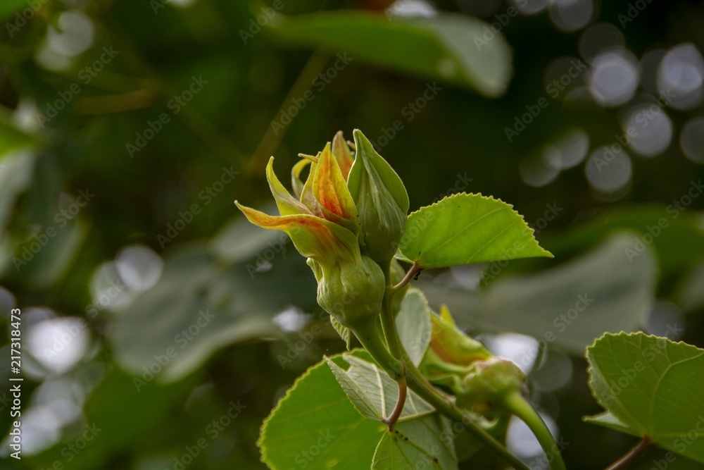 Hibiscus flower was born in the forest are going to bloom Hibiscus flower was born in the forest are going to bloom