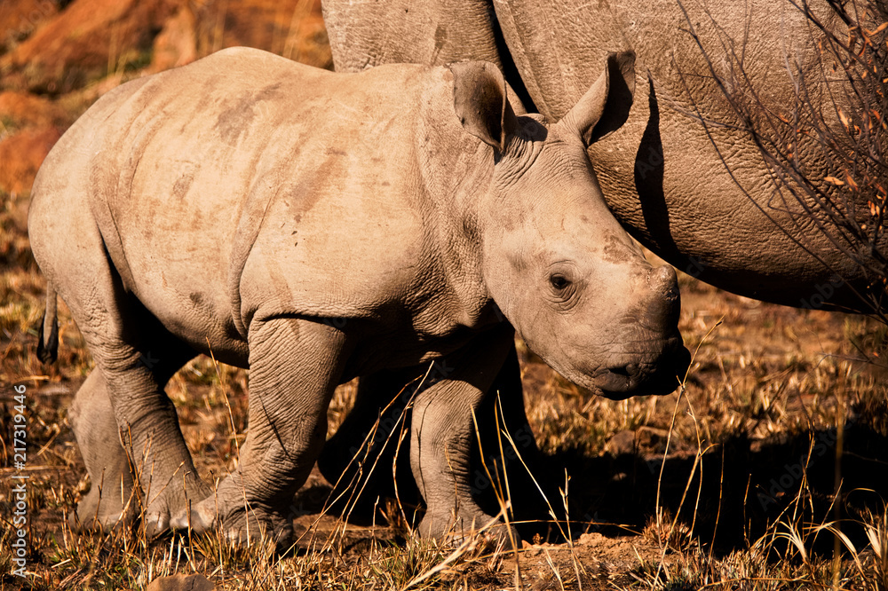 Fototapeta premium Cielę nosorożca białego trzymające się blisko matki