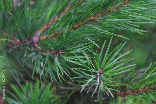 Green branches of pine on a background of greenery close-up