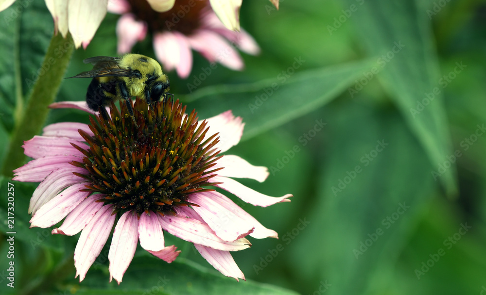 Bumblebee on cone flower Bumblebee on cone flower