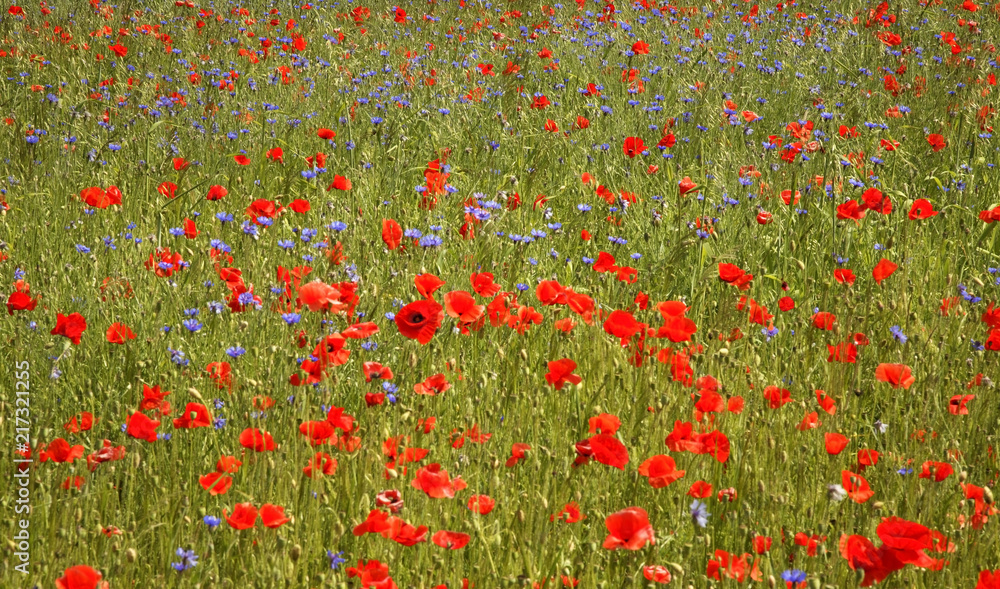 Poppy field near Jozefow. Poland