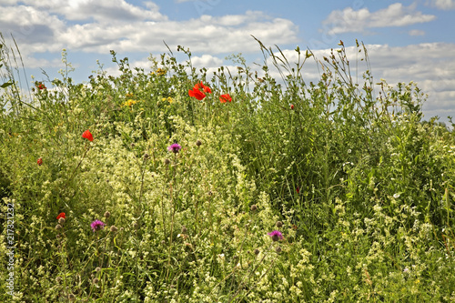 Poppy field near Jozefow. Poland