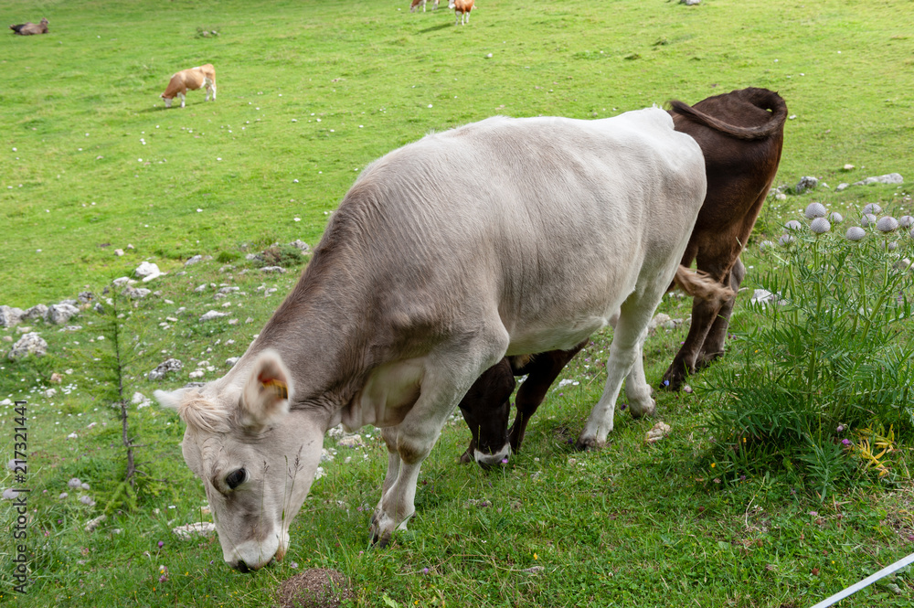 Two Brown Swiss Cows grazing in the Italian Alps on a moutain slope it the Sud Tirol region. Two Brown Swiss Cows grazing in the Italian Alps on a moutain slope it the Sud Tirol region.