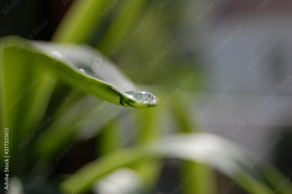 Drop on leaf Drop on leaf