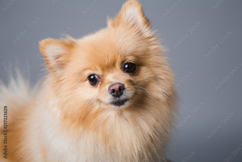 Pomeranian dog 