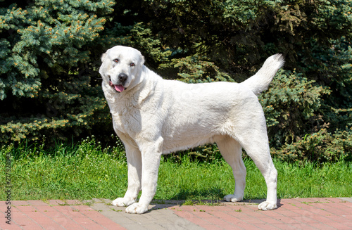 Fototapeta Naklejka Na Ścianę i Meble -  Central Asian Shepherd Dog looks aside. Central Asian Shepherd Dog stands in the city park.
