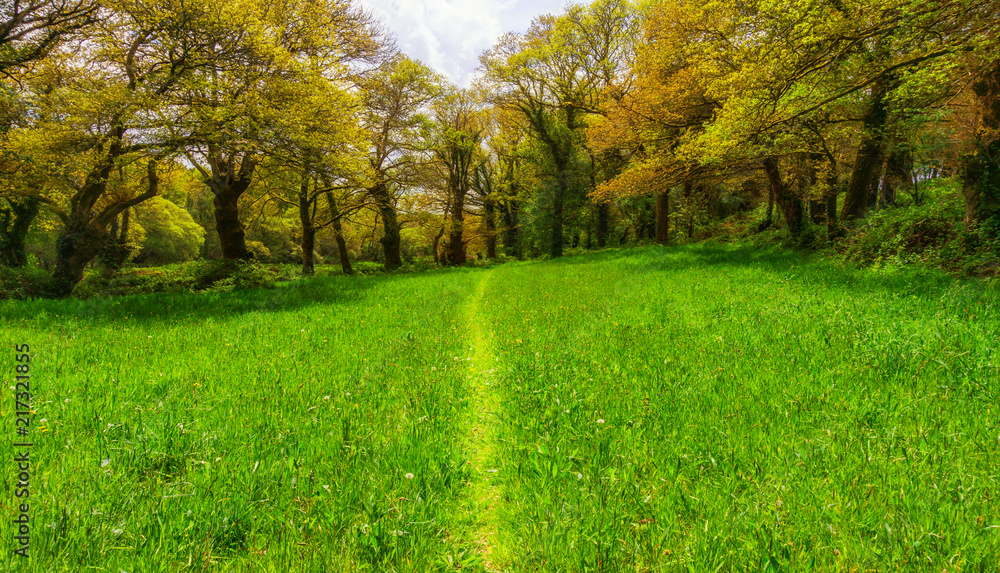 Landschaft Wanderweg durch grüne Wiese im Frühling - Landscape hiking trail through green meadow in spring