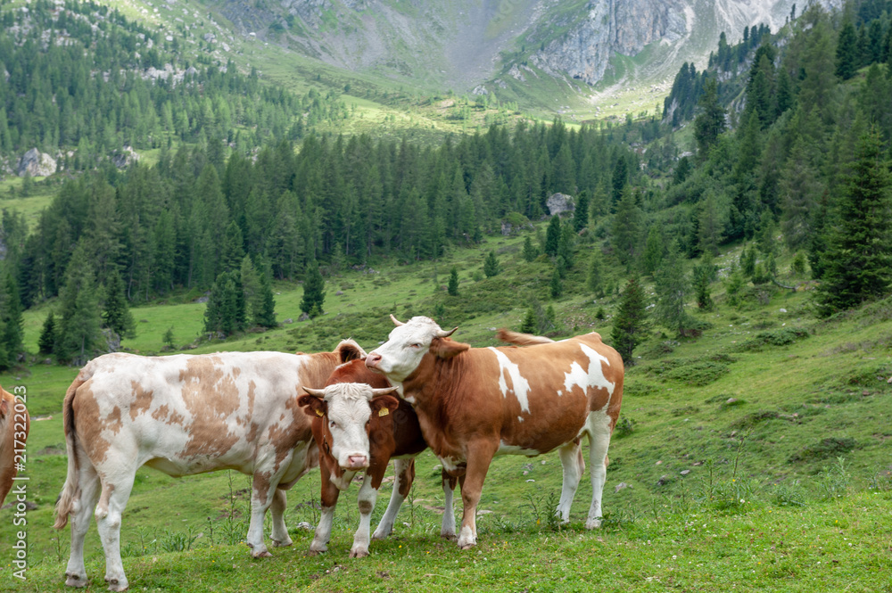 A group of Swiss Cows, grazing in a Meadow in the Itialian Alps, in the Dolomites, on a summer afternoon.