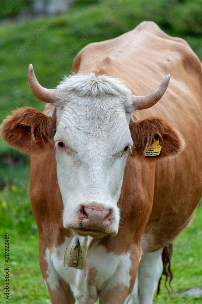 Close-up of a Red-White Swiss Cows grazing in the Italian Alps on a moutain slope it the Sud Tirol region. Close-up of a Red-White Swiss Cows grazing in the Italian Alps on a moutain slope it the Sud Tirol region.