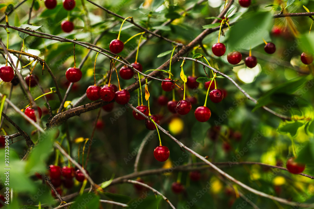 cherry cherry