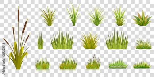 Set of grass blades on a transparent background green grass in bunches of gardening lawn and bulrush with reflection vector illustration