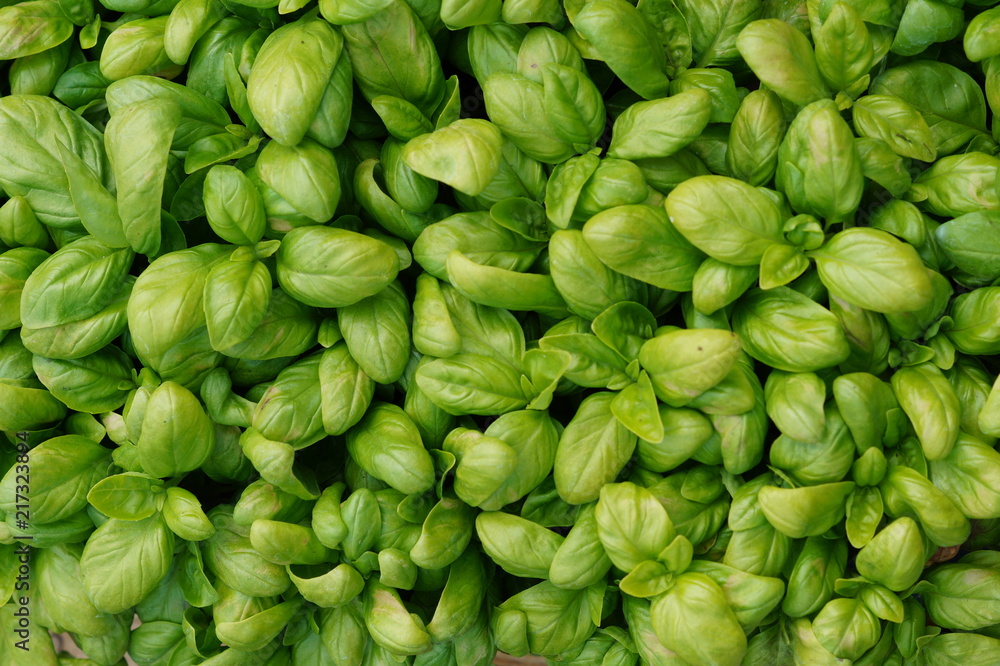 Basil Basil