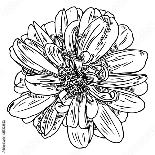 Dahlia or zinnia flower drawing, sketch of black line art on white background. Vector.