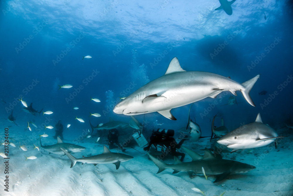 Caribbean reef shark at the Bahamas Caribbean reef shark at the Bahamas
